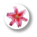  цветок жестяная банка значок CBFL009 Lily Lilly 