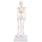 人体 模型 22cm 【高品質 教材にも使える精巧さ】 骨格模型 骨格標本 骨模型 【合計7ヶ所の可動部位あり！！複雑な姿勢も可能】 骨 標本 人体 2