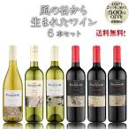 【ポイント2倍(11日2時まで)】ビーニ