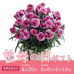 母の日ギフト 2020 花 送料無料 カーネーション(オルフィカ) MR37-4 家飲み 巣ごもり 応援 stay home
