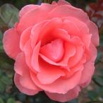 予約販売25年11月中旬出荷予定バ...