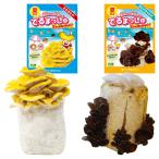 菌床キノコ栽培セット夏でるまっしゅ...