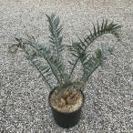 葉性重視☆彡Encephalartos horridus エンセファラルトス・ホリダス 14cm