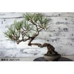  бонсай [ сосна Тунберга ] японский стиль интерьер модный смешанные товары произведение искусства садоводство декоративное растение садоводство двор хобби горшок 011