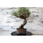  бонсай [ сосна Тунберга ] японский стиль интерьер модный смешанные товары произведение искусства садоводство декоративное растение садоводство двор хобби горшок 029