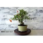  бонсай [ стойка can sa] японский стиль интерьер садоводство садоводство смешанные товары произведение искусства мир. сердце декоративное растение двор хобби горшок 033