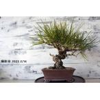  бонсай [ сосна Тунберга ] японский стиль интерьер садоводство садоводство модный смешанные товары произведение искусства декоративное растение двор хобби горшок b061