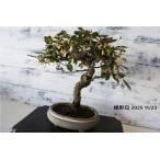  бонсай [gmi] японский стиль интерьер садоводство садоводство модный смешанные товары произведение искусства декоративное растение двор хобби горшок b065