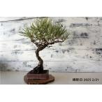  бонсай [ сосна Тунберга ] японский стиль интерьер садоводство садоводство модный смешанные товары произведение искусства декоративное растение двор хобби горшок b067