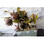  бонсай [ Miyama сверло sima.hitotsuba] японский стиль интерьер цветок весна садоводство садоводство модный смешанные товары произведение искусства декоративное растение двор хобби горшок b073