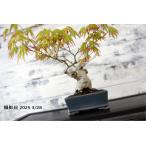  бонсай [. лист ]momiji японский стиль интерьер мох весна садоводство садоводство модный смешанные товары произведение искусства декоративное растение двор хобби горшок b100