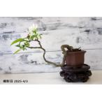  бонсай [zmi] японский стиль интерьер мох цветок весна садоводство садоводство модный смешанные товары произведение искусства декоративное растение двор хобби горшок b103