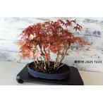  бонсай [. лист ]momiji японский стиль интерьер весна садоводство садоводство модный смешанные товары произведение искусства декоративное растение двор хобби горшок b111