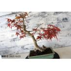  бонсай [. лист ]momiji японский стиль интерьер весна садоводство садоводство модный смешанные товары произведение искусства декоративное растение двор хобби горшок b114