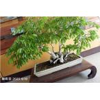  бонсай [ бук ] японский стиль интерьер мох . лист садоводство садоводство произведение искусства декоративное растение b120