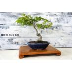  бонсай [. лист ]momiji японский стиль интерьер весна садоводство садоводство произведение искусства декоративное растение b121