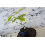  бонсай [miznala] Don Gris японский стиль интерьер садоводство садоводство произведение искусства декоративное растение b131