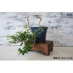  бонсай [ - maksagi] японский стиль интерьер мох садоводство садоводство произведение искусства декоративное растение b145