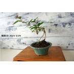  бонсай [ индийская сирень ] 100 день . японский стиль интерьер цветок садоводство садоводство произведение искусства декоративное растение b147