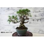  бонсай [ подлинный Kashiwa ] японский стиль интерьер сосна садоводство садоводство произведение искусства декоративное растение b164