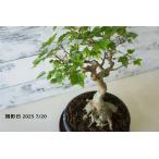  бонсай [ клён трёхраздельный ]. лист японский стиль интерьер садоводство садоводство произведение искусства декоративное растение b166