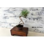  бонсай [ красный сосна ] мох японский стиль интерьер сосна садоводство садоводство произведение искусства декоративное растение b170