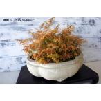  бонсай луговые и горные травы [koganesida] японский стиль интерьер садоводство произведение искусства мох декоративное растение садоводство b172