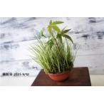  бонсай луговые и горные травы [. ввод камень ..momiji] японский стиль интерьер модный произведение искусства . лист декоративное растение садоводство садоводство мох 176