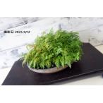  бонсай луговые и горные травы [koganesida] японский стиль интерьер садоводство произведение искусства мох декоративное растение садоводство b178