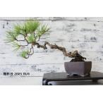  бонсай [ сосна Тунберга ] мох японский стиль интерьер сосна садоводство садоводство произведение искусства декоративное растение b183