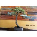  бонсай [. лист сосна ] японский стиль интерьер сосна садоводство садоводство произведение искусства декоративное растение b199