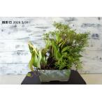 盆栽 『ミヤマキリシマとヒトツバ』 石付き ツツジ 花 一ッ葉　シダ 和風 …