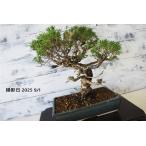  бонсай [ подлинный Kashiwa ] японский стиль интерьер сосна садоводство садоводство произведение искусства декоративное растение b173