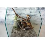  коряга 4 шт. комплект террариум рептилии .. дерево .. вытащенный отделка .. дезинфекция settled ящерица тритон тритон um ящерица лягушка змея клетка расположение аквариум домашнее животное разведение 543