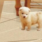 ペット 滑り止め マット シート 犬 老犬 防水 拭ける カーペット フローリング 床 滑らない 安い 65×90 1畳 ベージュ