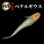 【稚魚10匹】メダカ ベテルギウス【送料無料】めだか 生体 目高 ラメ ゾウリムシ ミジンコ PSB と同梱可 生クロレラ同梱不可