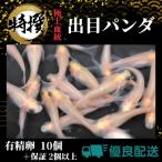 ショッピングメダカ メダカの卵【出目パンダ 有精卵10個】デメパン めだか ゾウリムシ ミジンコ PSB と同梱可能 生クロレラ同梱不可