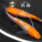 【10匹+α】メダカ 濱錦【送料無料】S~SSサイズ 稚魚 めだか 生体 目高 はまにしき ゾウリムシ ミジンコ PSB と同梱可能 生クロレラ同梱不可