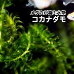 [20шт.@]ko Canada mo[ бесплатная доставка ] водоросли me Dakar. водоросли дыра ka белка oo Canada mo оризия глаз высота организм золотая рыбка производство яйцо пол производство яйцо качество воды ..