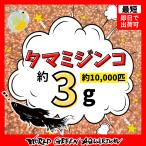 ミジンコ【3g】高品質タマミジンコ約10,000匹  メダカ ゾウリムシ PSB と同梱包可能 生クロレラ 同梱不可