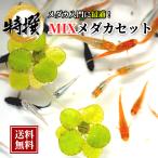 【10匹】大人気 ミックスメダカ【送料無料】S~SSサイズ 稚魚 めだか 生体 目高 ミックスメダカ ミジンコ ゾウリムシ PSBと同梱可能