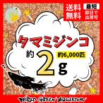 【送料無料】メダカ 餌【ミジンコ 2g】高品質タマミジンコ約6,000匹 ※ポスト投函での発送となります めだか 生体 活餌 生き餌 色揚げ 生クロレラで培養可能