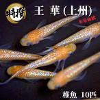 【稚魚10匹】メダカ 王華【送料無料】めだか 生体 目高 ラメ 紅白 観賞魚 ゾウリムシ ミジンコ PSBと同梱可能 生クロレラ同梱不可