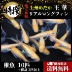【稚魚10匹】メダカ 王華リアルロングフィン【めだか】上州めだか おうか ちぎょ 観賞魚 ゾウリムシ ミジンコ PSB と同梱可能 生クロレラ同梱不可