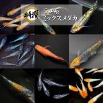 【成魚10匹+α】メダカ ラメ系ミックスメダカ【送料無料】めだか 目高 生体 MIX ラメメダカ サファイア 夜桜ゴールド 桜小町 王華 紅華など人気品種より選別!