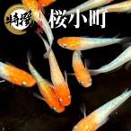 【稚魚10匹】メダカ 桜小町【送料無料】めだか 目高 生体 さくらこまち ゾウリムシ ミジンコ PSB と同梱可能 生クロレラ同梱不可