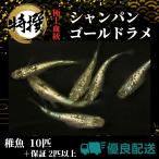 ショッピングメダカ メダカ【シャンパンゴールドラメ 稚魚10匹】めだか 生体 ゾウリムシ ミジンコ  PSB と同梱可能 生クロレラ同梱不可