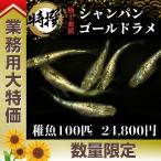 ショッピングメダカ メダカ【シャンパンゴールドラメ 稚魚100匹】業務用 めだか ちぎょ 観賞魚 ゾウリムシ ミジンコ PSB と同梱包可能 生クロレラ 同梱不可