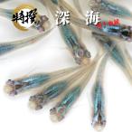 【3ペア】メダカ 深海【送料無料】目高 生体 深海メダカ ゾウリムシ ミジンコ PSB と同梱可能