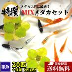 ショッピングメダカ 送料無料【稚魚20匹 ＋α】メダカ【ミックスメダカ 数量限定で餌付！】めだか 生体 おまかせ ラメ 三色 など人気品種入り